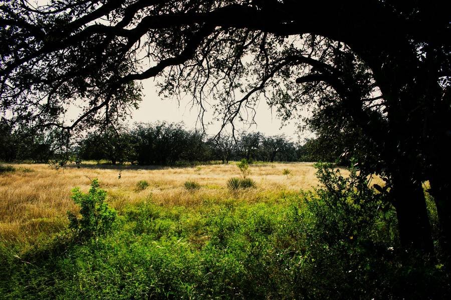 Open land framed by a large oak tree in Central Texas